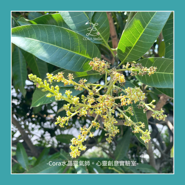 Cora心靈創意實驗室_芒果花精